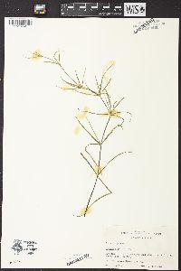 Juncus repens image