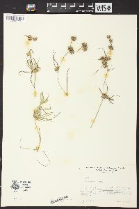 Juncus repens image