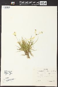 Juncus repens image