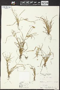 Juncus repens image