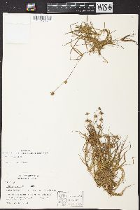 Juncus repens image