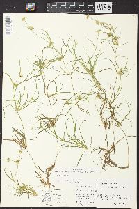 Juncus repens image