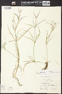 Juncus repens image