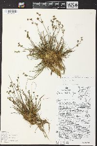 Juncus repens image