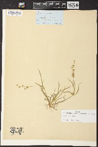 Juncus repens image