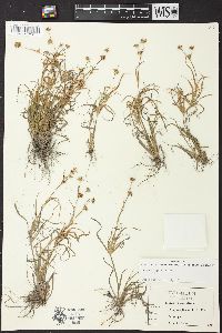 Juncus repens image