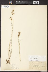 Juncus scirpoides image