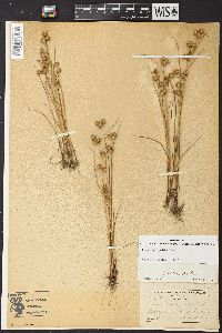 Juncus scirpoides image