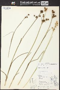 Juncus scirpoides image