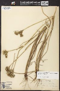 Juncus scirpoides image