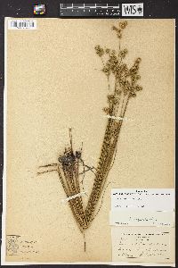 Juncus scirpoides image