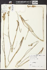 Juncus scirpoides image