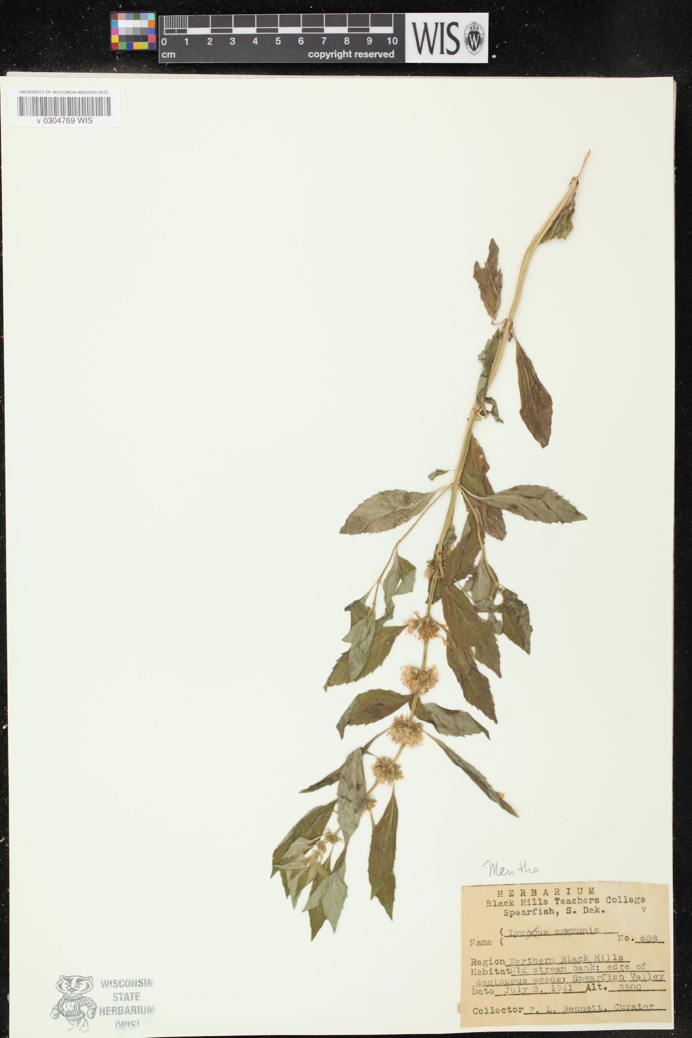 Mentha citrata image
