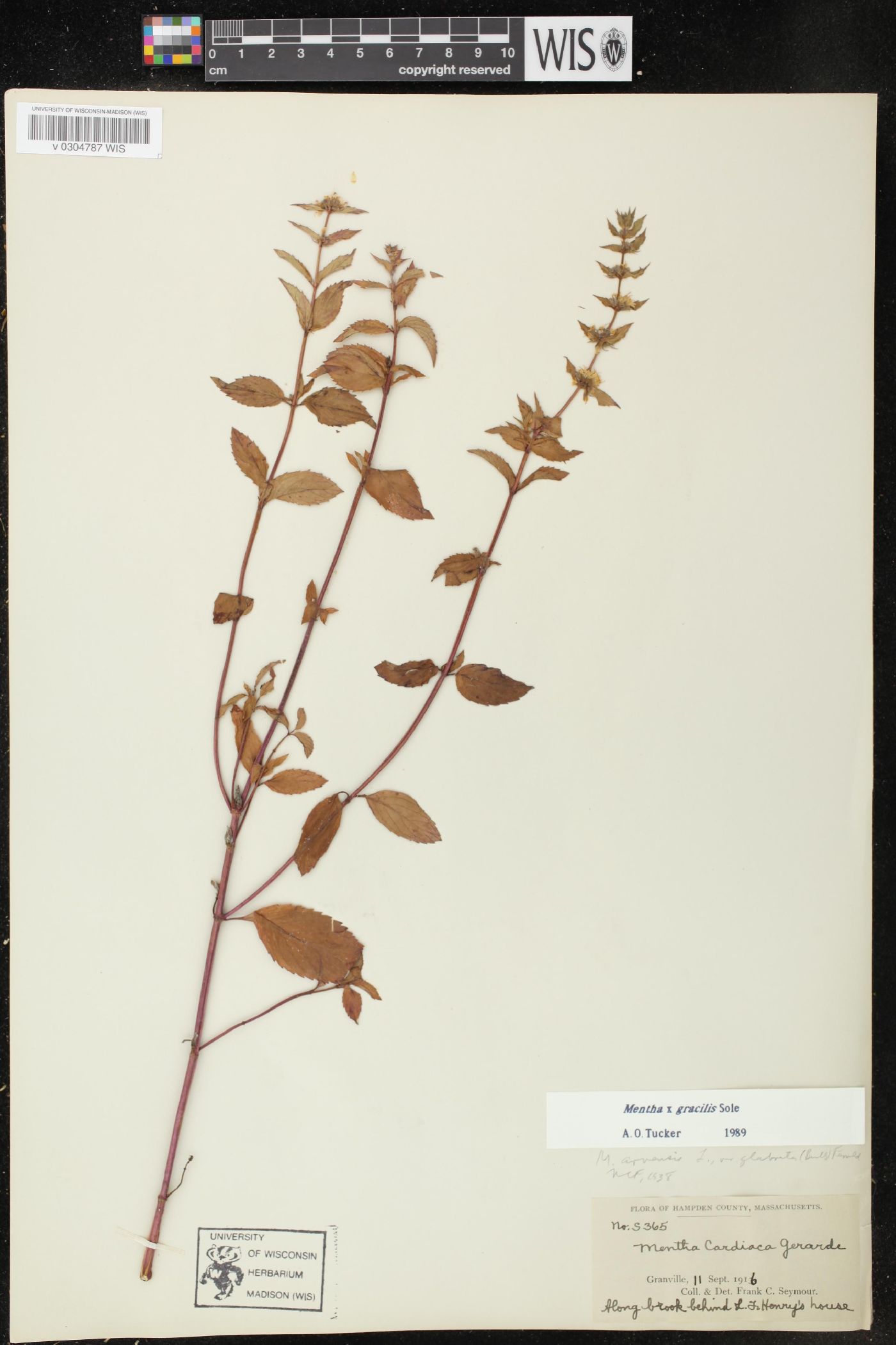 Mentha x gracilis image