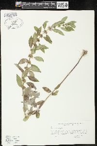 Mentha arvensis image