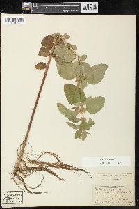 Mentha arvensis image