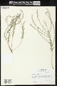 Lythrum californicum image