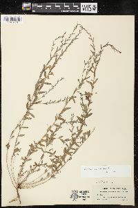 Lythrum californicum image