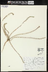 Lythrum hyssopifolia image