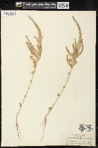 Lythrum hyssopifolia image