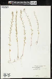 Lythrum hyssopifolia image