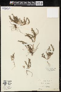 Lythrum hyssopifolia image