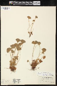 Marsilea macropoda image