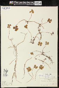 Marsilea quadrifolia image