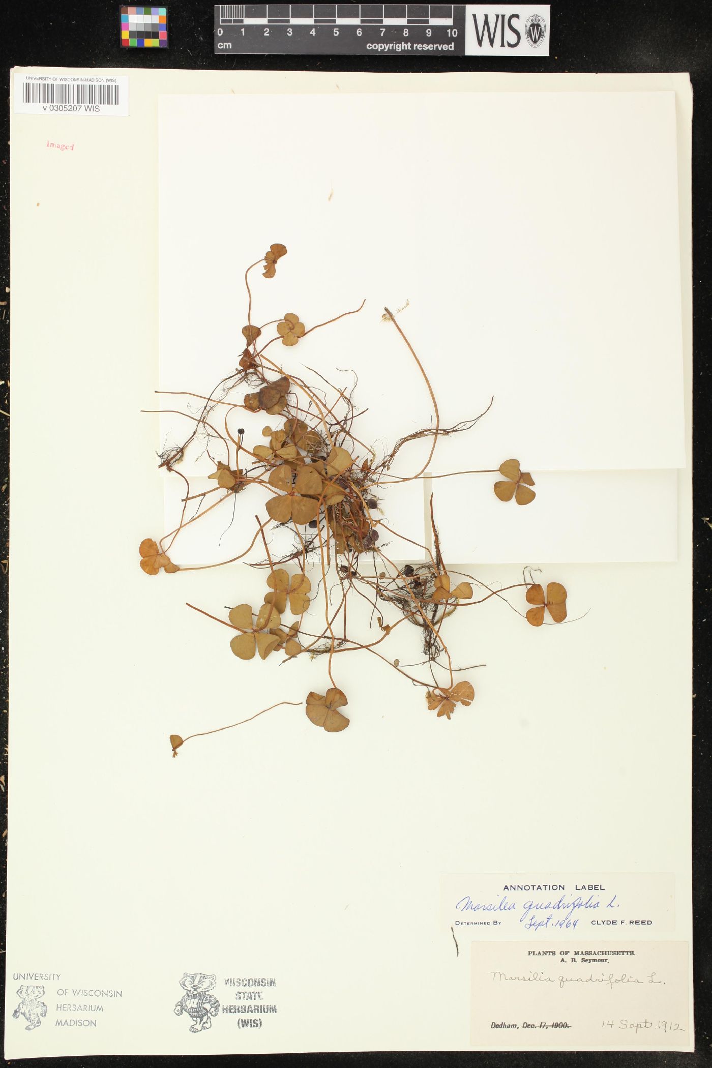 Marsilea quadrifolia image