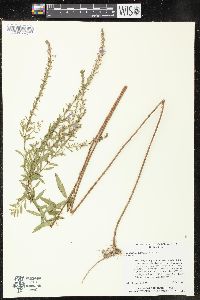 Lythrum lanceolatum image