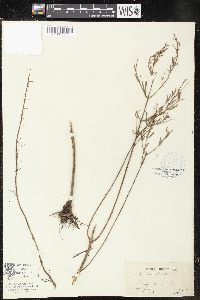 Lythrum lineare image