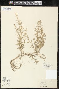 Lythrum ovalifolium image