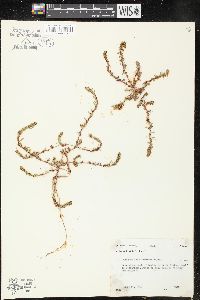 Lythrum tribracteatum image