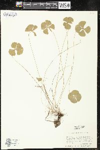 Marsilea vestita image