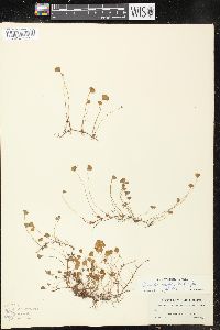 Marsilea vestita image