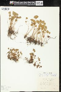 Marsilea vestita image