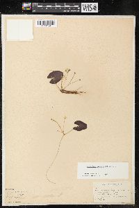 Nymphoides cordata image