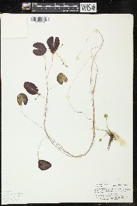 Nymphoides cordata image