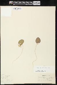 Nymphoides cordata image