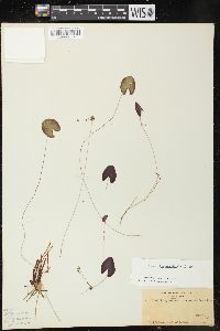 Nymphoides cordata image