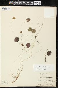 Nymphoides cordata image