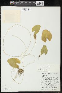 Nymphoides cordata image