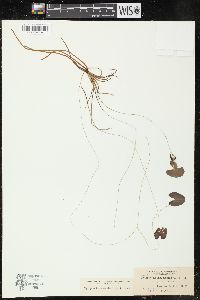 Nymphoides cordata image