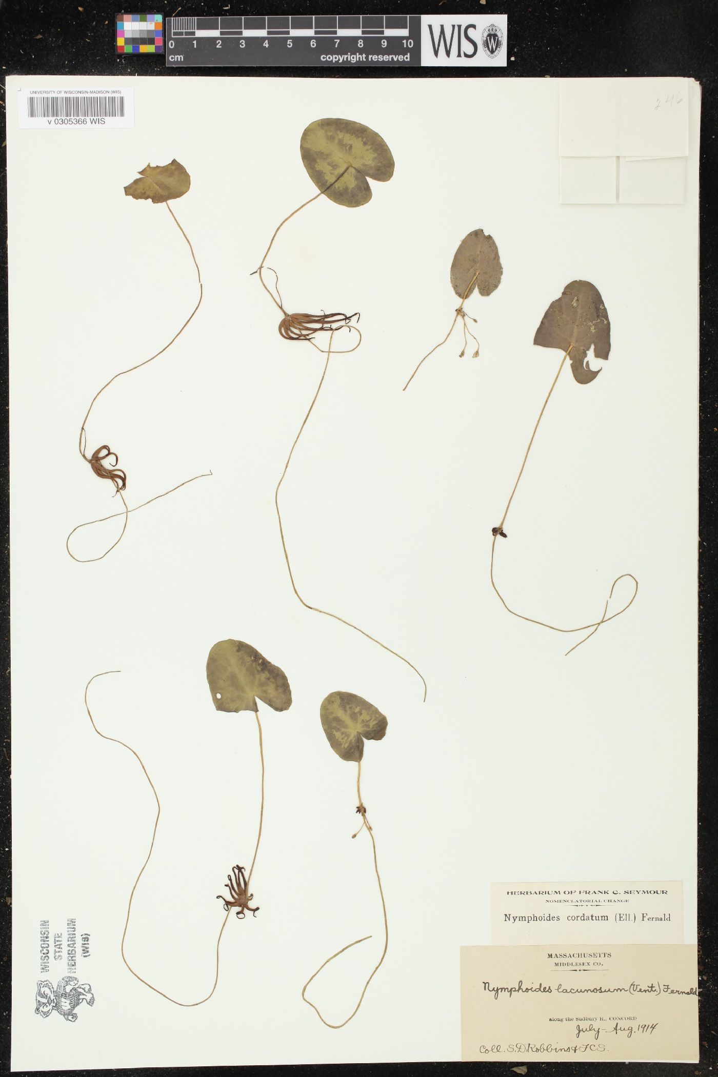 Nymphoides cordata image