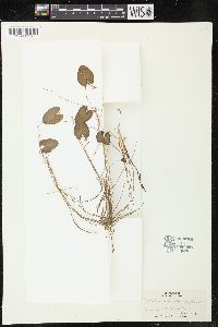 Nymphoides cordata image