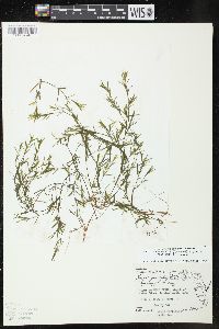 Najas guadalupensis var. floridana image