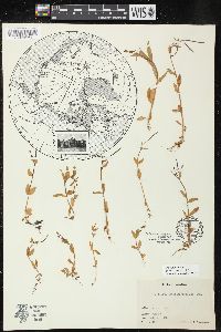 Epilobium anagallidifolium image