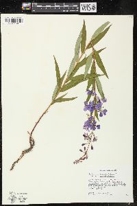 Chamaenerion angustifolium subsp. angustifolium image