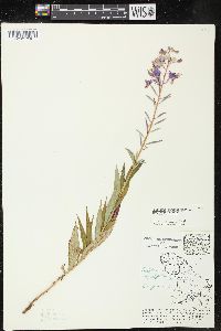 Chamaenerion angustifolium subsp. angustifolium image