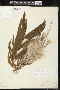 Chamaenerion angustifolium subsp. circumvagum image